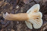 Lactarius subplinthogalus image