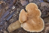 Lactarius subplinthogalus image