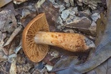 Cortinarius rubellus image