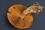 Cortinarius rubellus image