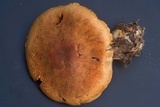 Cortinarius rubellus image