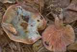 Lactarius paradoxus image