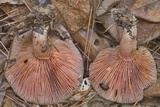 Lactarius paradoxus image