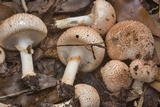 Echinoderma asperum image