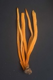 Clavulinopsis aurantiocinnabarina image