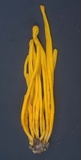 Clavulinopsis fusiformis image