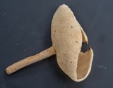 Helvella macropus image