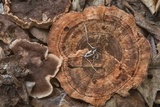 Hydnellum concrescens image