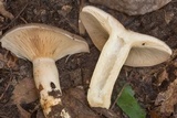 Lactarius argillaceifolius image