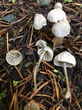 Mycena capillaripes image
