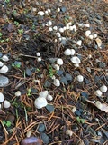 Mycena capillaripes image