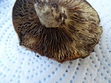 Russula dissimulans image