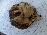 Russula dissimulans image