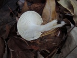 Hygrophorus roseobrunneus image