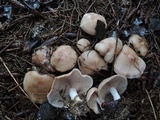Lepista sordida image