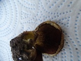 Suillus lakei image