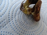 Suillus lakei image