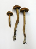 Cortinarius cinnamomeus image