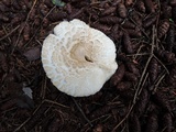 Leucoagaricus carneifolius image