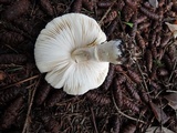 Leucoagaricus carneifolius image