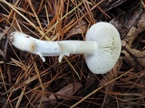 Tricholoma portentosum image
