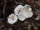 Tricholoma subresplendens image