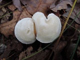 Clitocybe hygrophoroides image