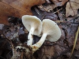 Clitocybe hygrophoroides image