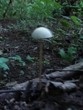 Panaeolus cyanescens image