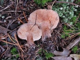 Tricholoma ferrugineum image