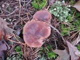 Tricholoma ferrugineum image