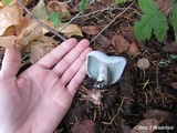 Clitocybe odora image