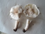 Tricholoma serratifolium image