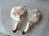 Tricholoma serratifolium image