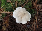 Tricholoma serratifolium image