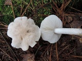 Tricholoma serratifolium image