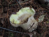 Calvatia craniiformis image