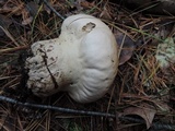 Calvatia craniiformis image