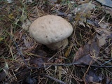 Calvatia craniiformis image