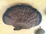 Ganoderma australe image