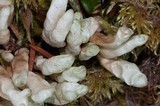Dactylina arctica image