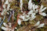 Dactylina arctica image