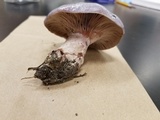 Lactarius paradoxus image