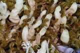 Dactylina arctica image