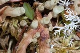 Dactylina arctica image