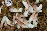 Dactylina arctica image