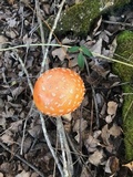 Amanita persicina image
