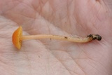 Hygrocybe psittacina var. perplexa image