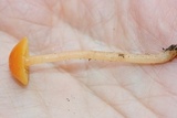 Hygrocybe psittacina var. perplexa image