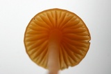 Hygrocybe psittacina var. perplexa image